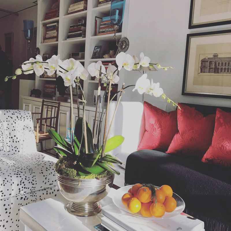 Mini Orchids