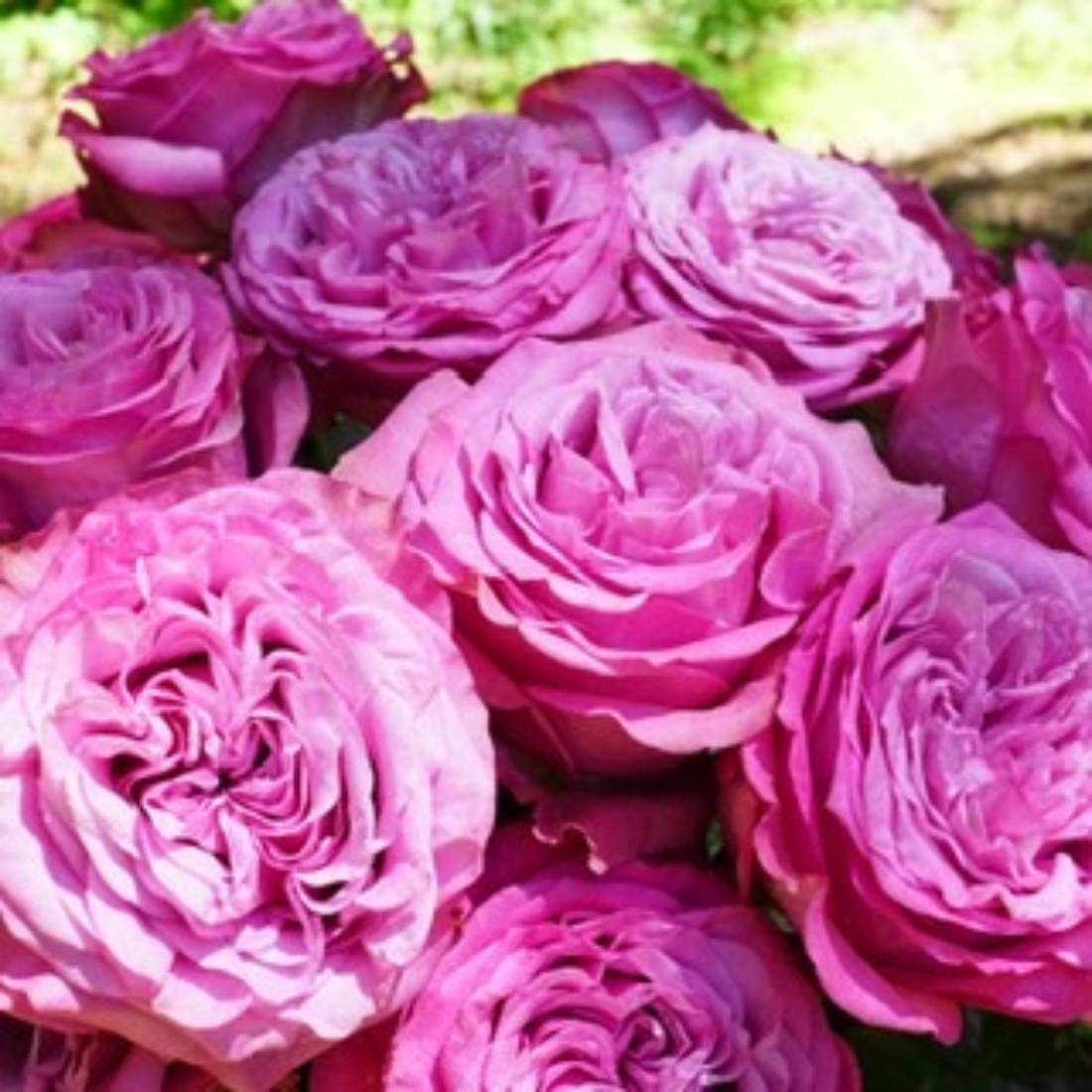 Country roses online