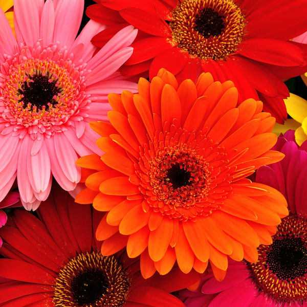 Gerbera Daisy - An Epitome of Purity, Innocence and Beauty