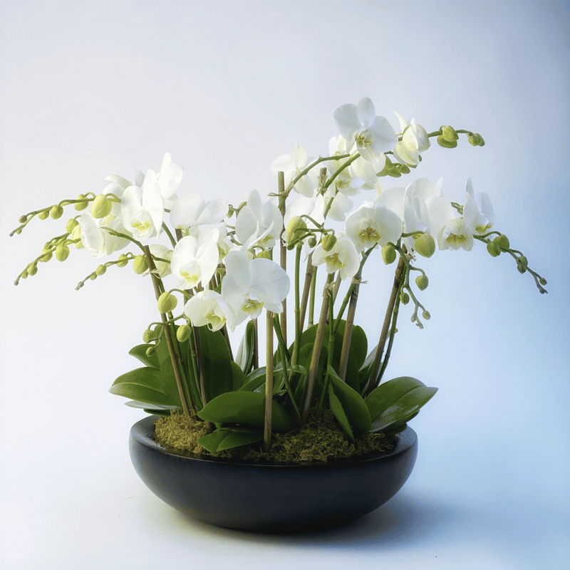 Orchid Plant - Designer's Choice – Trublooms