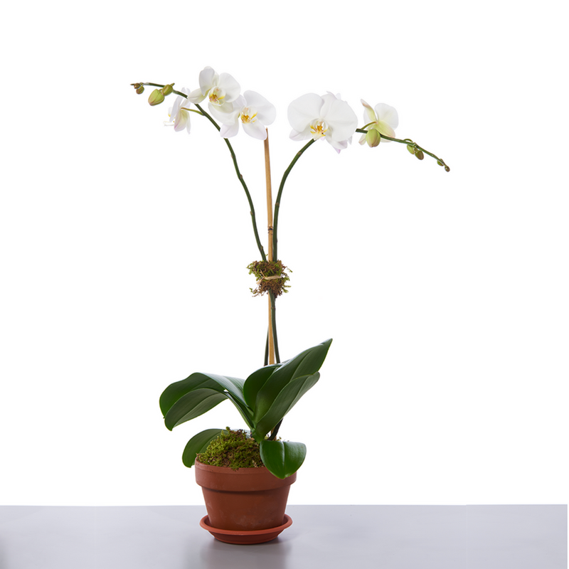 Two Stem Orchid Plant
