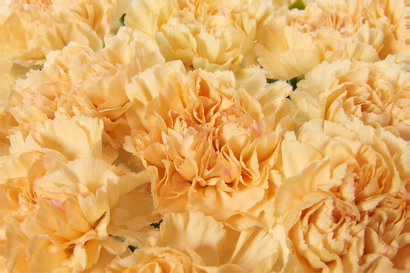 Antique Creme Carnations