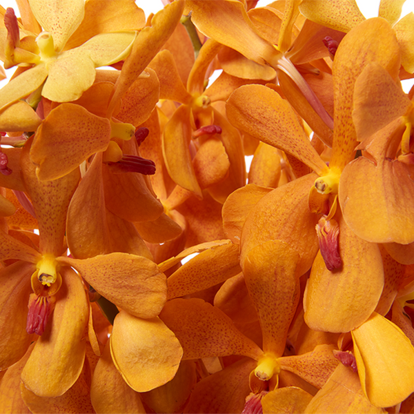 Mokara Orchids