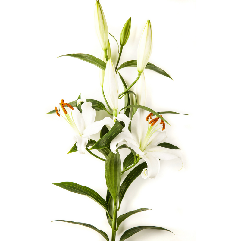 Oriental White Lilies
