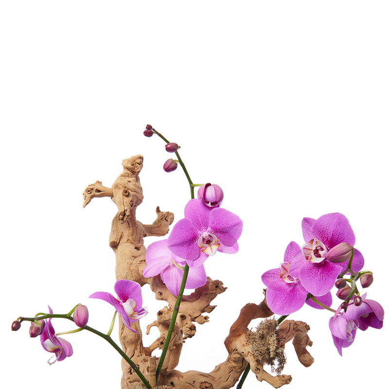 Orchid Plant - Designer's Choice