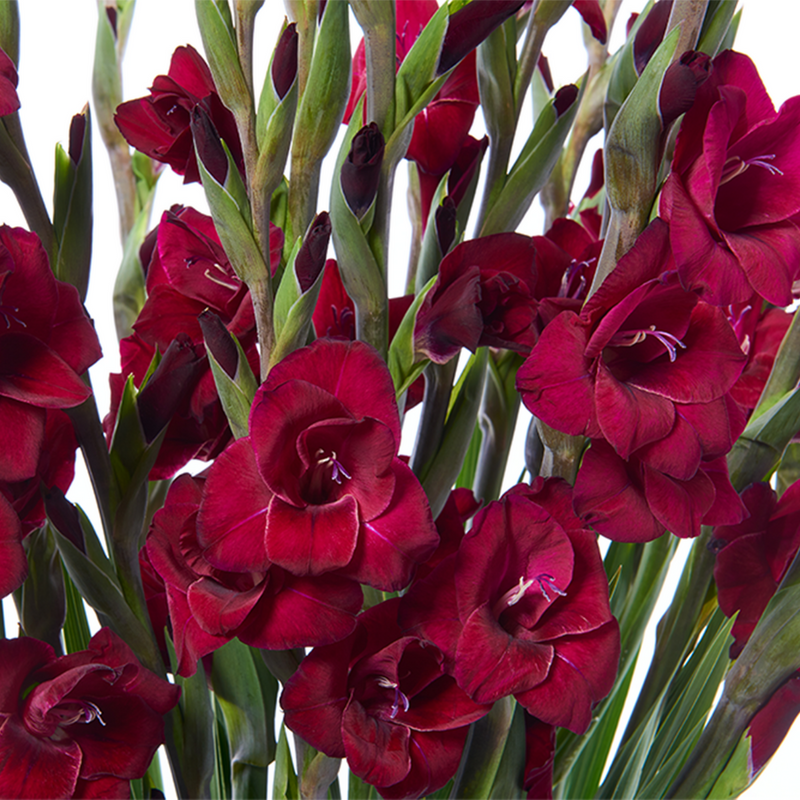 Rouge Gladiolus