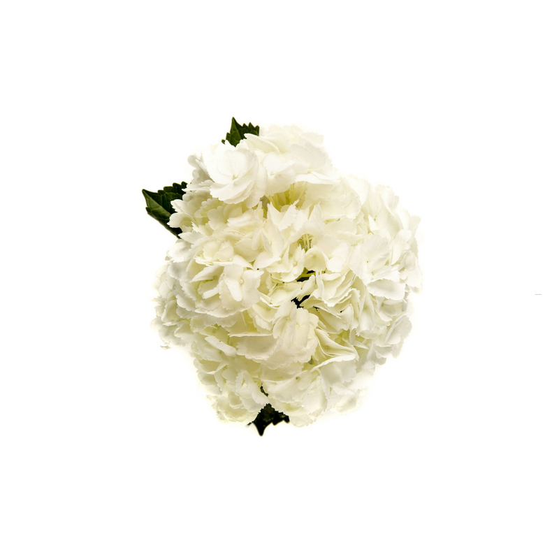 South American Hydrangea - Jumbo White