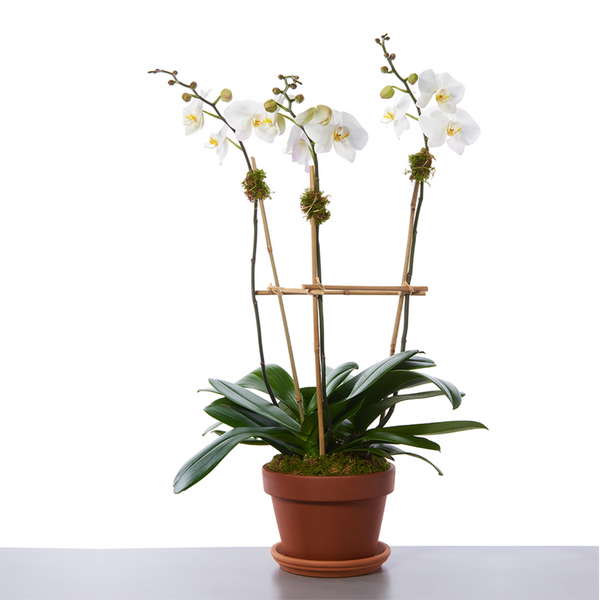 Three Stem Orchids