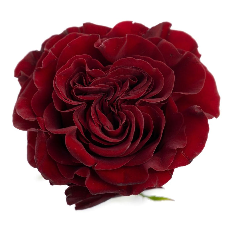 Premium Red Roses Bouquet
