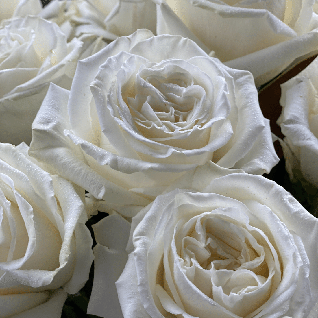 Playa Blanca Roses – Trublooms