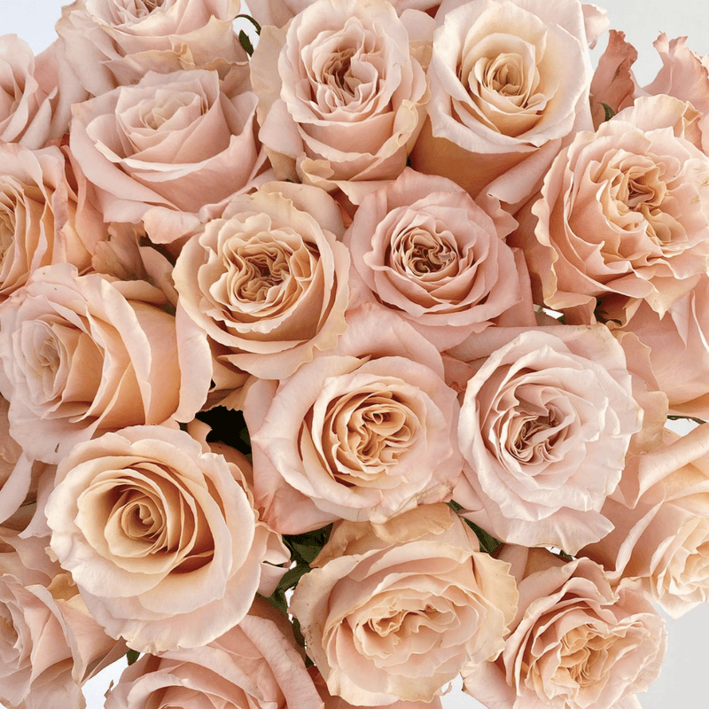 Shimmer Roses