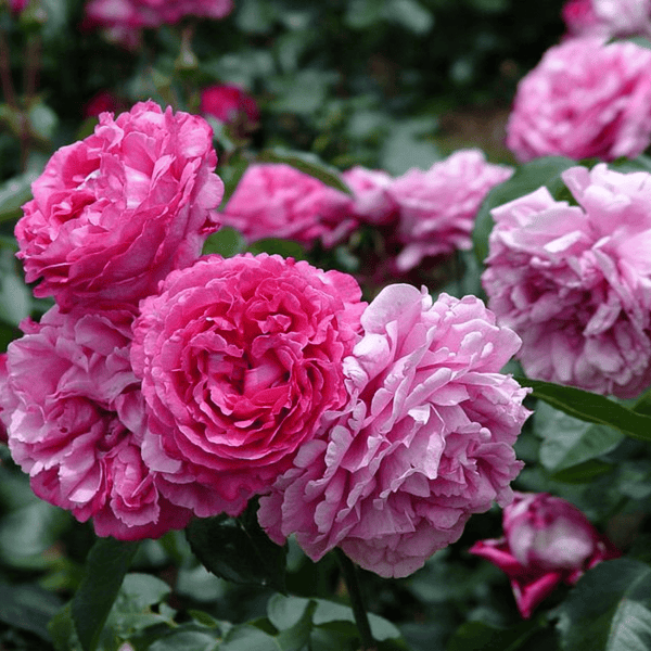 Yves Piaget Garden Roses Trublooms