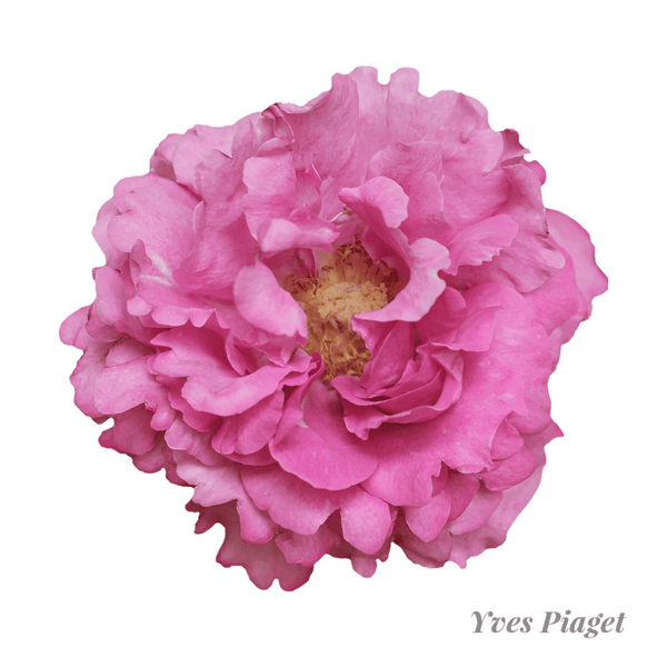 Yves Piaget Garden Roses