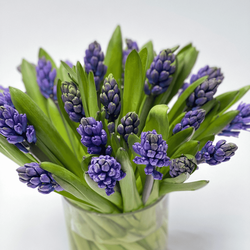 Pearl Blue Hyacinth